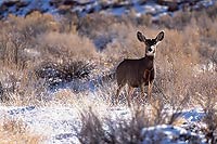 Mule Deer